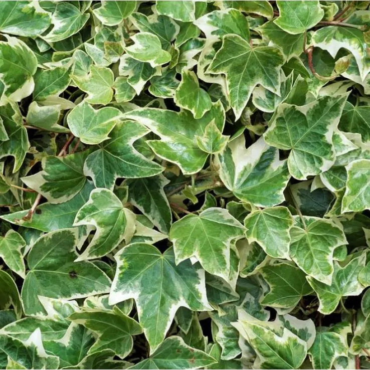 Hedera helix ‘Variegata’ (Variegated English Ivy)