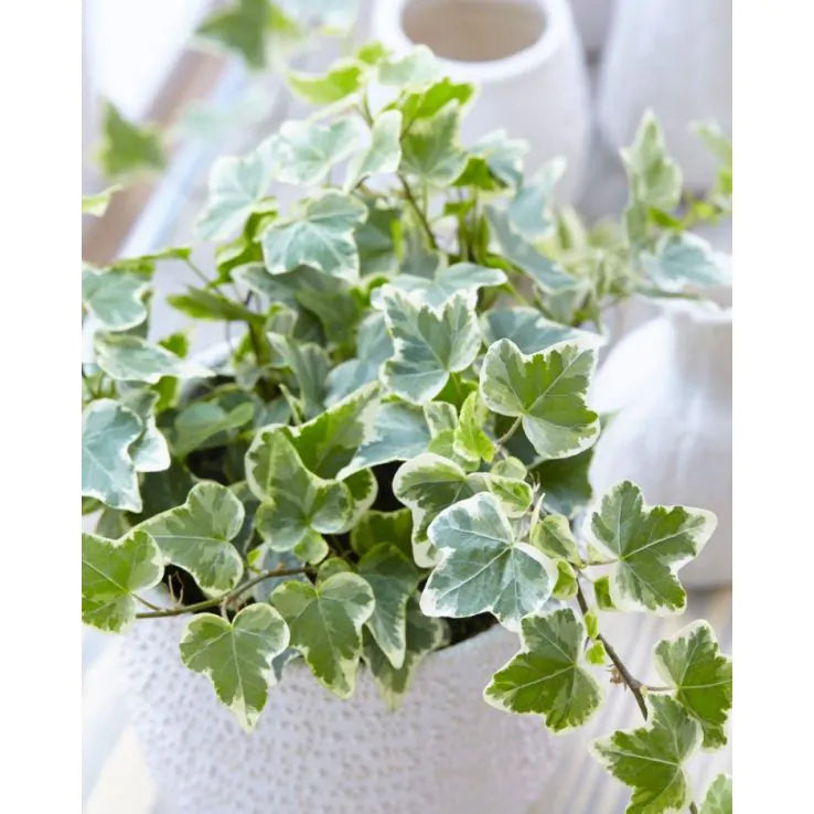 Hedera helix ‘Variegata’ (Variegated English Ivy)