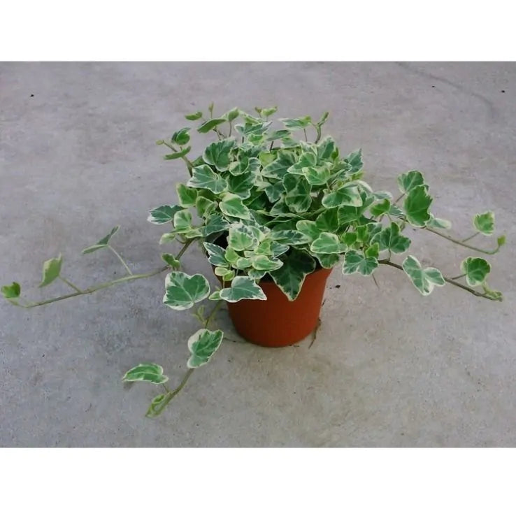 Hedera helix ‘Variegata’ (Variegated English Ivy)