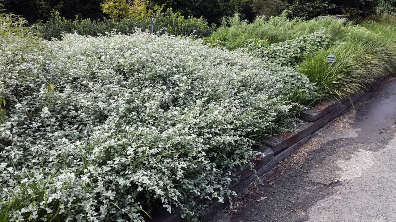Helichrysum Petiolare Dwarf (Dwarf Licorice Plant)