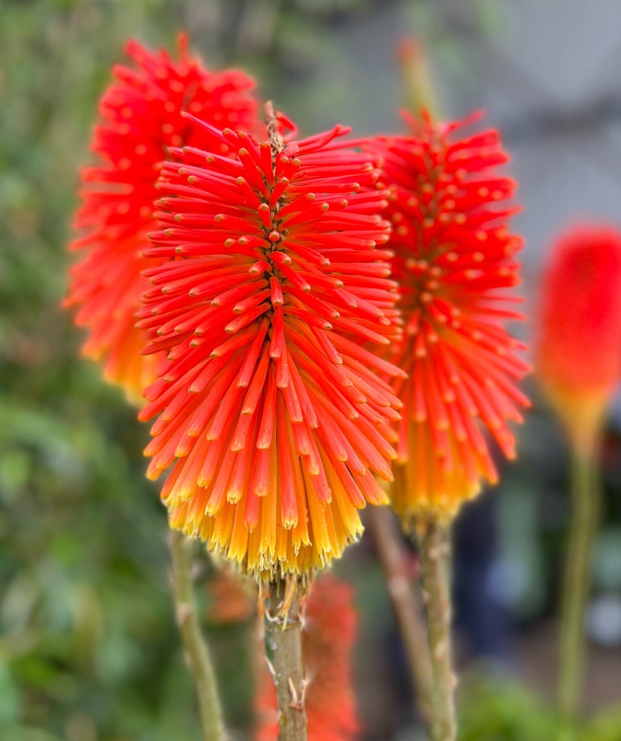 Kniphofia 'Winter Cheer' (Red-Hot Poker)