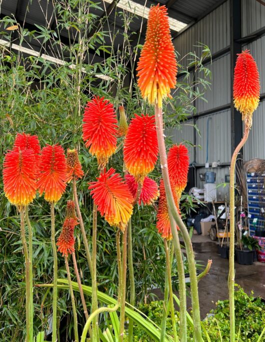 Kniphofia 'Winter Cheer' (Red-Hot Poker)