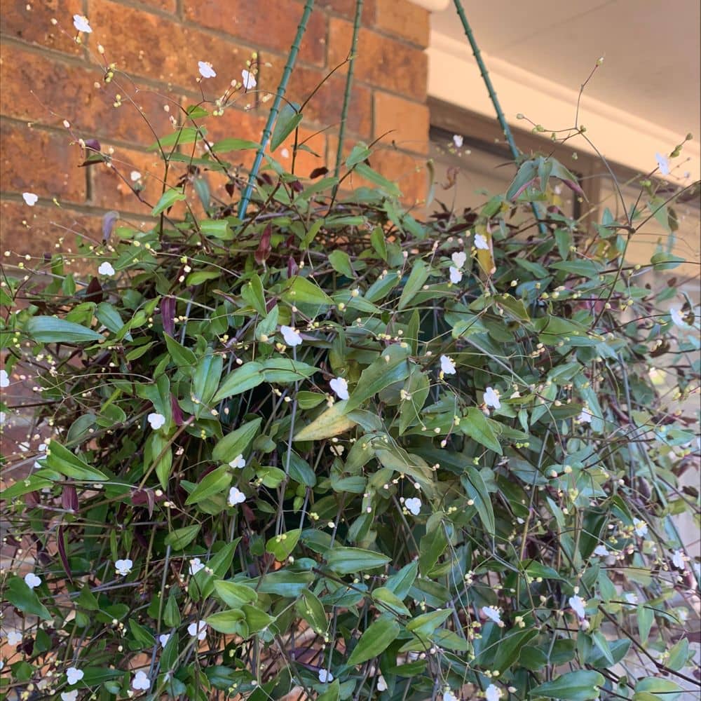 Gibasis geniculata (Tahitian Bridal Veil)