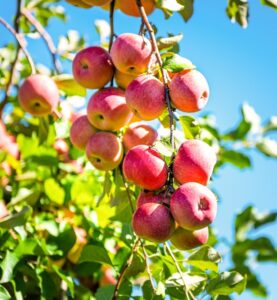 Malus Domestica 'Pink Lady' (Semi-Dwarf Pink Lady Apple)