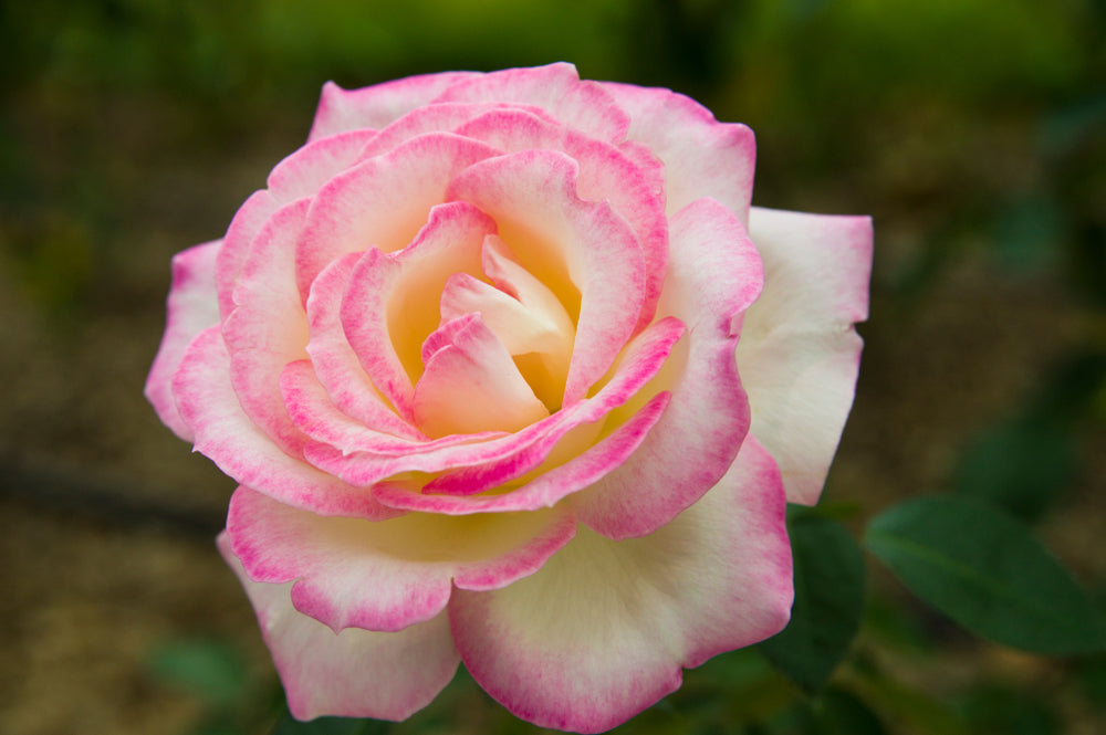 Rosa 'Princesse de Monaco' (Princesse de Monaco Hybrid Tea Rose)