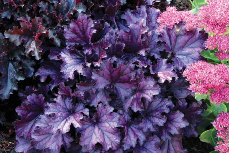 Heuchera ‘Forever Purple’ (Coral Bells)