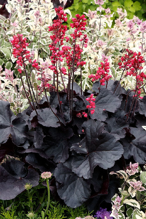 Heuchera ‘Black Forest Cake’ (Coral Bells)