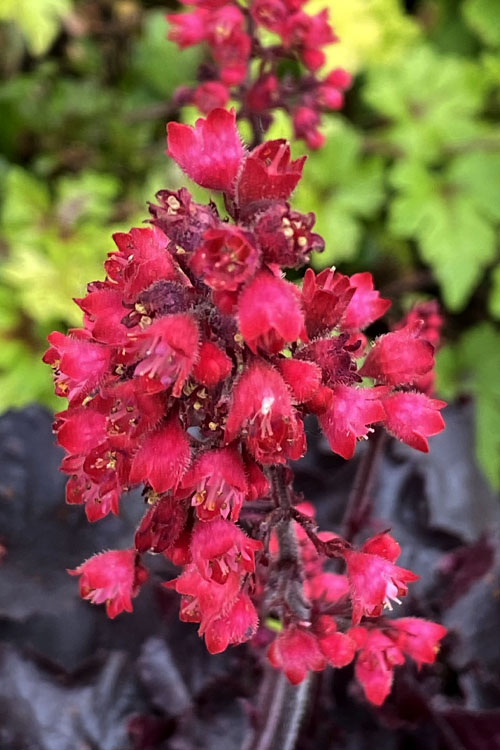 Heuchera ‘Black Forest Cake’ (Coral Bells)