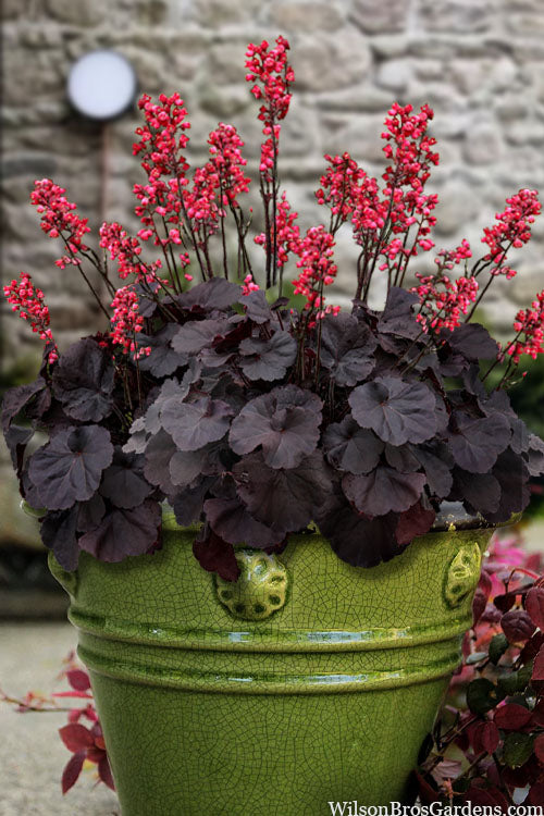Heuchera ‘Black Forest Cake’ (Coral Bells)