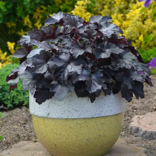 Heuchera ‘Black Pearl’ (Coral Bells)