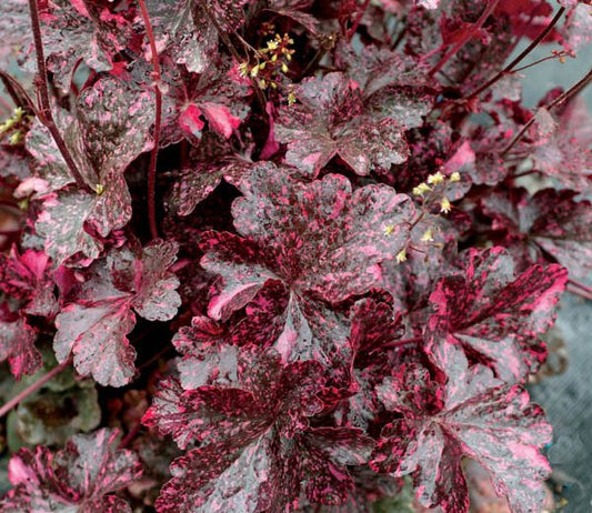 Heuchera ‘Midnight Rose’ (Coral Bells)