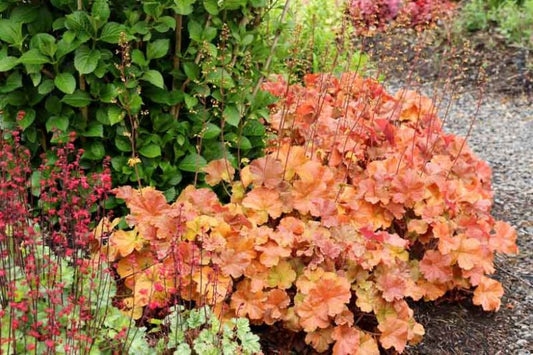 Heuchera ‘Northern Exposure’ (Alum Root)