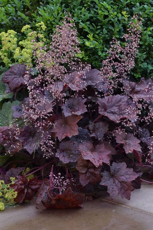 Heuchera Micrantha 'Palace Purple' (Palace Purple Coral Bells)