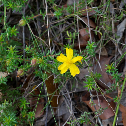 Hibbertia vestita – Prostrate Guinea Flower