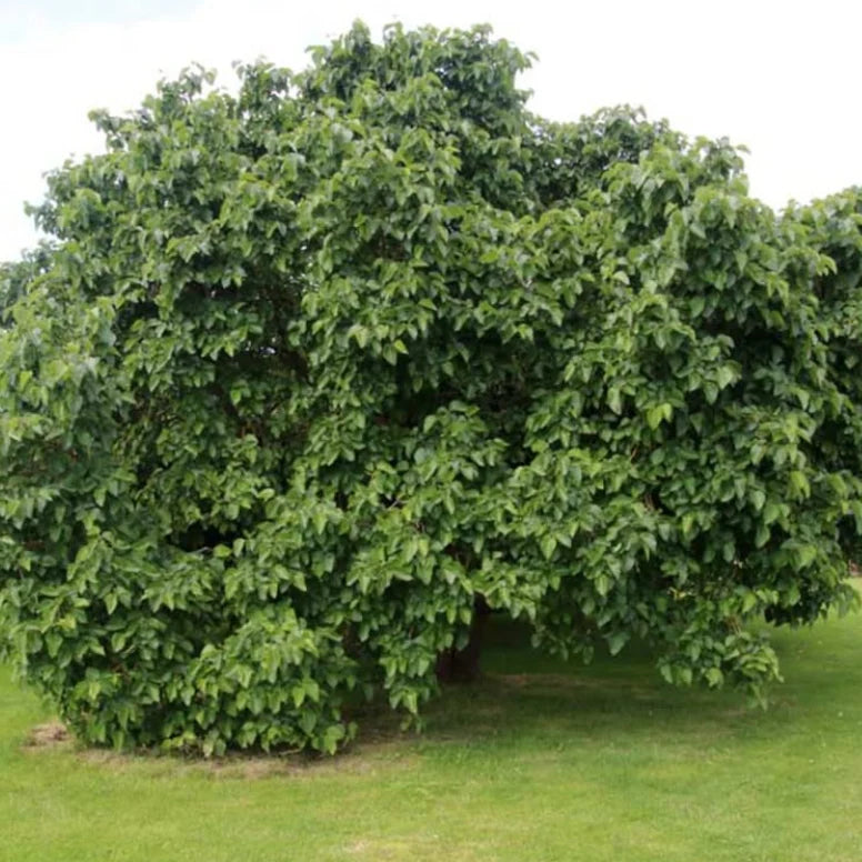 Morus Nigra 'Hicks Fancy' (Hicks Fancy Mulberry)