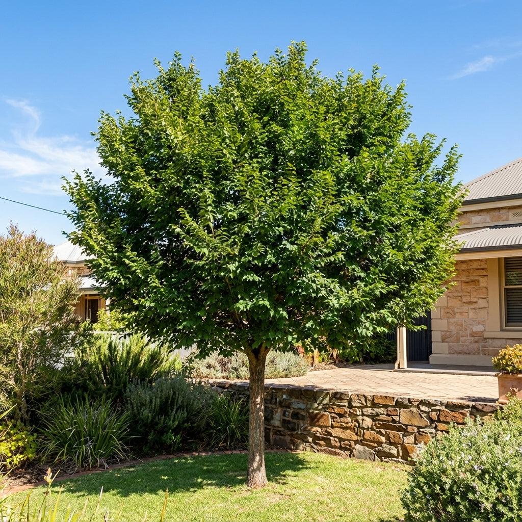 Ulmus parvifolia ‘Inspire’ (Inspire Chinese Elm)