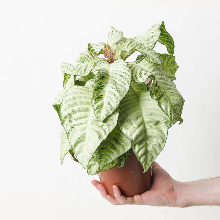 Aphelandra ‘White Wash’ (Zebra Plant Hybrid)