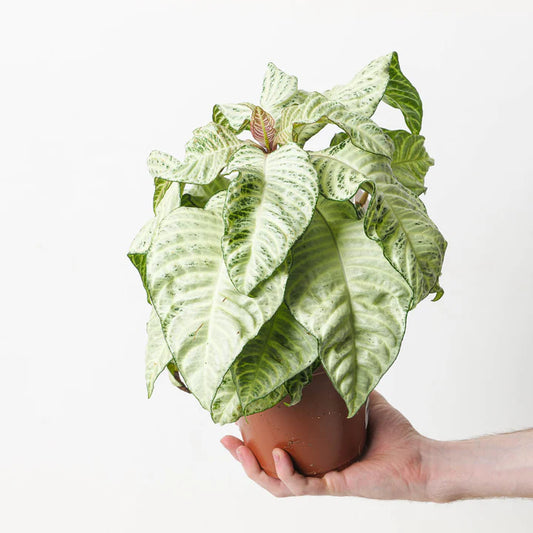 Aphelandra ‘White Wash’ (Zebra Plant Hybrid)