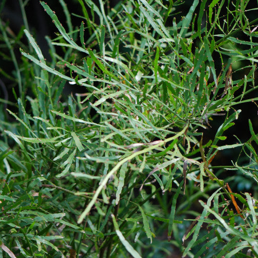 Homalocladium platycladum (Centipede Plant / Ribbon Bush)