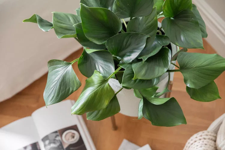 Homalomena Camouflage