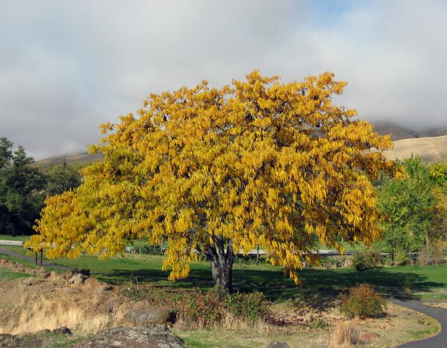 Gleditsia triacanthos var. inermis 'Limegold' (Limegold Thornless Honey Locust)