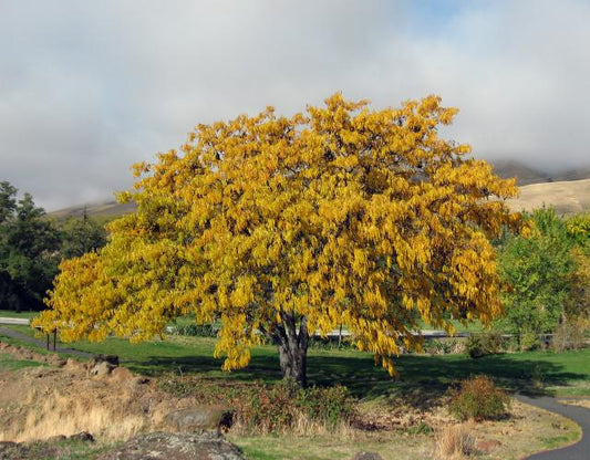 Gleditsia triacanthos var. inermis 'Limegold' (Limegold Thornless Honey Locust)