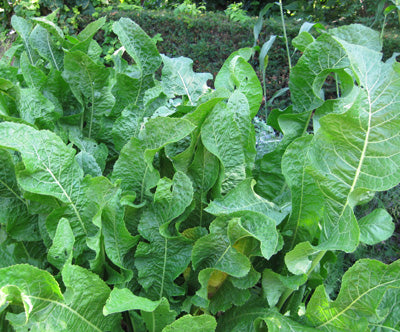 Armoracia rusticana (Horseradish)