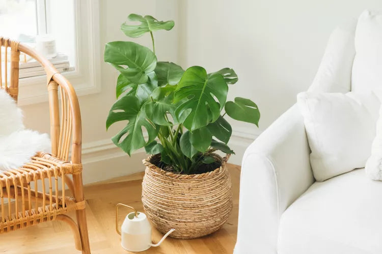 Monstera deliciosa (Swiss Cheese Plant)