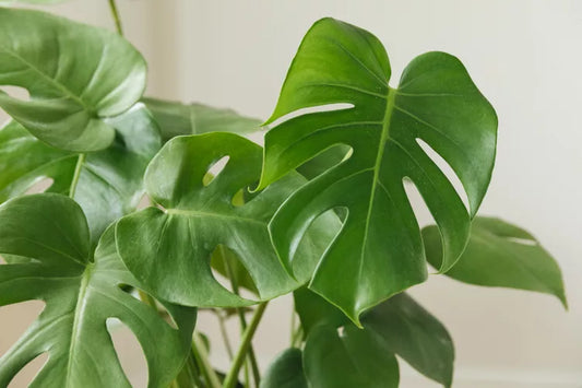 Monstera deliciosa (Swiss Cheese Plant)