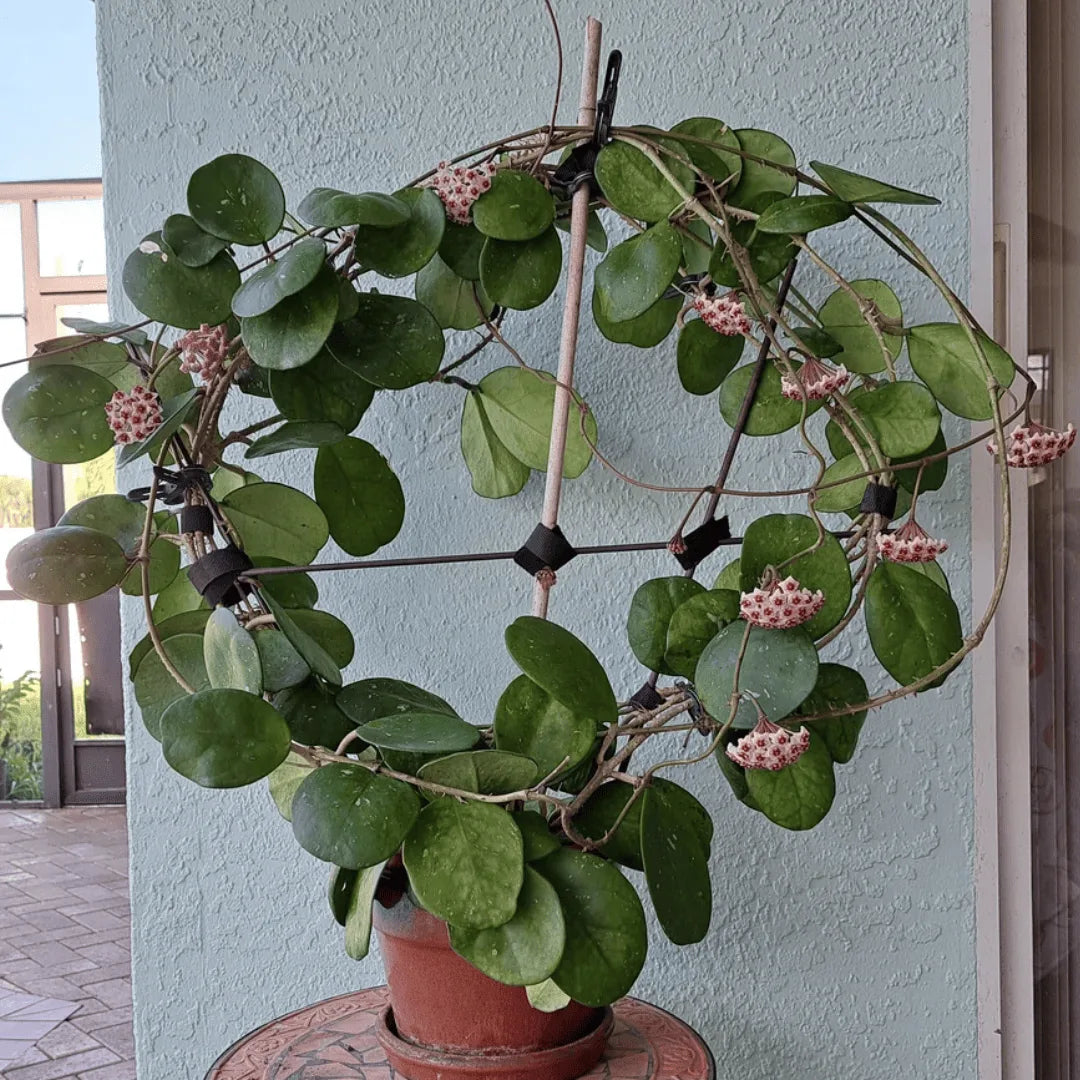 Hoya obovata (Wax Plant)