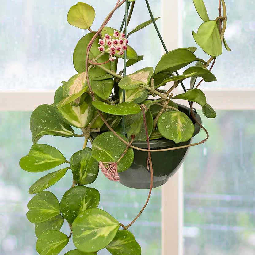 Hoya obovata ‘Variegata’ (Wax Plant)