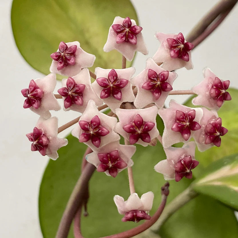 Hoya obovata ‘Variegata’ (Wax Plant)