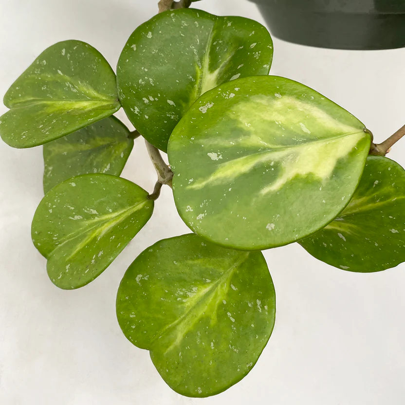 Hoya obovata ‘Variegata’ (Wax Plant)