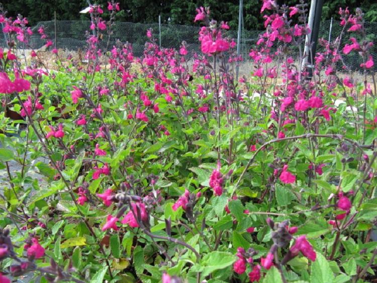 Salvia microphylla 'Pink Blush' (Pink Blush Sage)