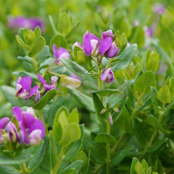 Polygala × Dalmaisiana ‘Little Polly’ (Little Polly Sweet Pea Shrub)