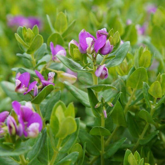 Polygala × Dalmaisiana ‘Little Polly’ (Little Polly Sweet Pea Shrub)