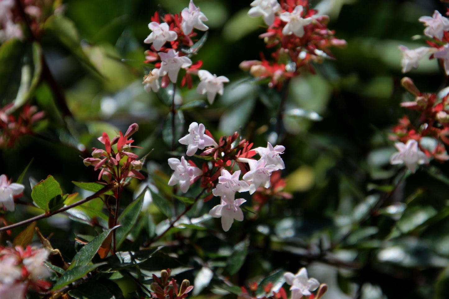 Abelia × Grandiflora (Glossy Abelia)