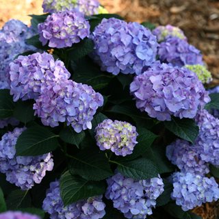 Hydrangea macrophylla – Bigleaf Hydrangea