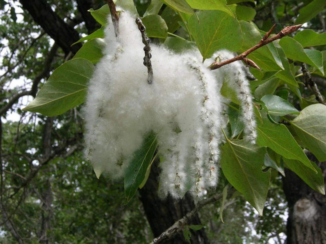 Populus deltoides (Eastern Cottonwood)