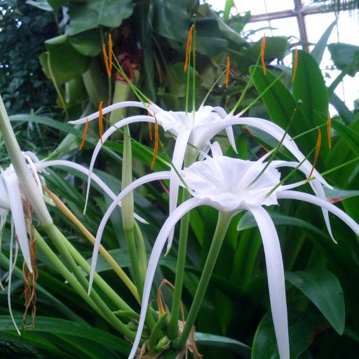 Hymenocallis fluitans (Spider Lily)