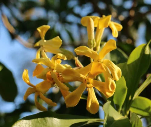 Hymenosporum flavum ‘Gold Nugget’ (Native Frangipani)
