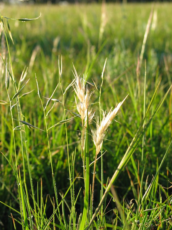 Austrodanthonia Racemosa (Wallaby Grass)