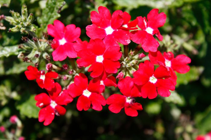 Verbena peruviana (Verbena Cadet Upright™ Red)