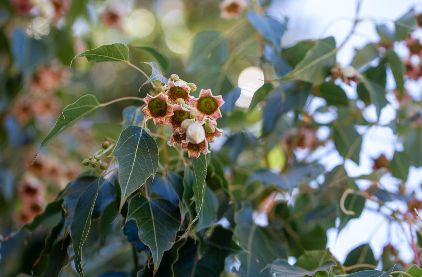 Brachychiton Populneus (Kurrajong)