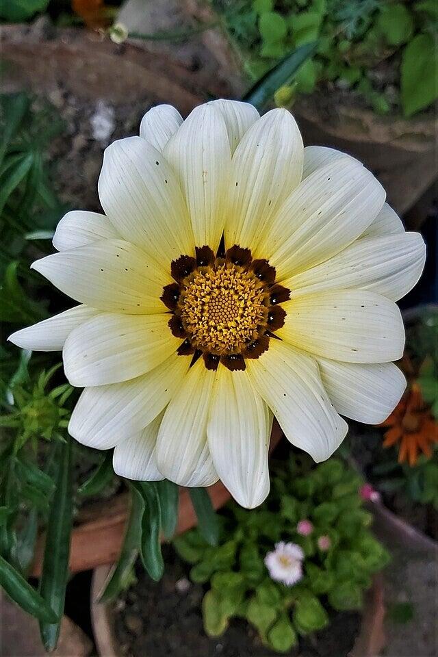 Gazania Rigens ‘White’ (White Gazania)
