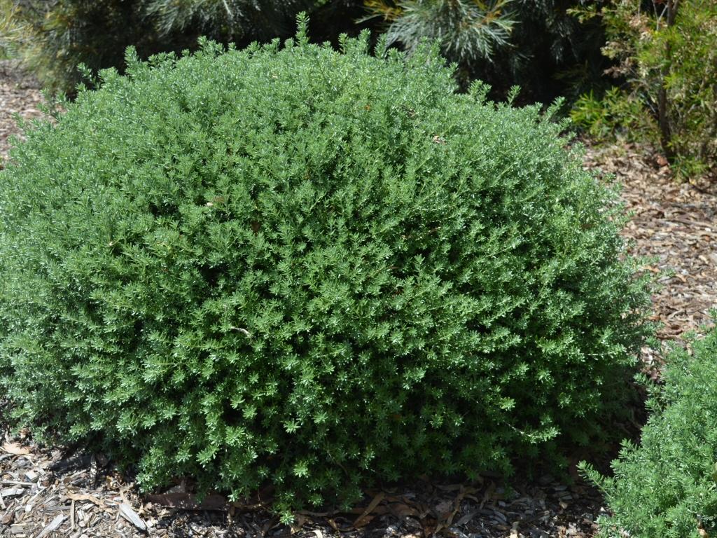 Westringia Fruticosa ‘Zena’ (Zena Coastal Rosemary Topiary Ball)