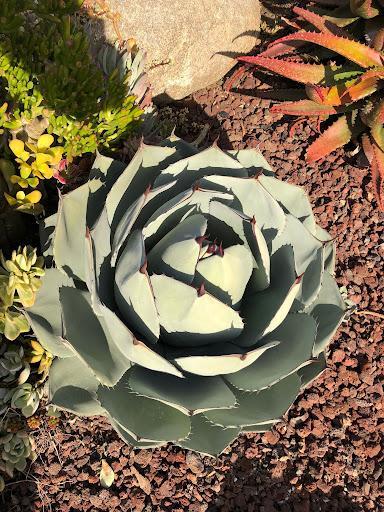 Agave Parryi Var. Truncata (Artichoke Agave)