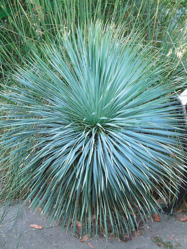Yucca Rostrata ‘Sapphire Skies’ (Sapphire Skies Beaked Yucca)