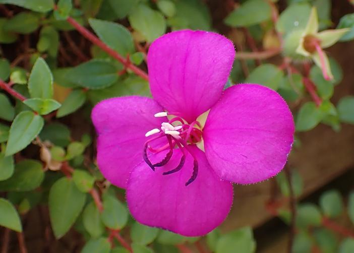 Heterocentron Elegans (Spanish Shawl)