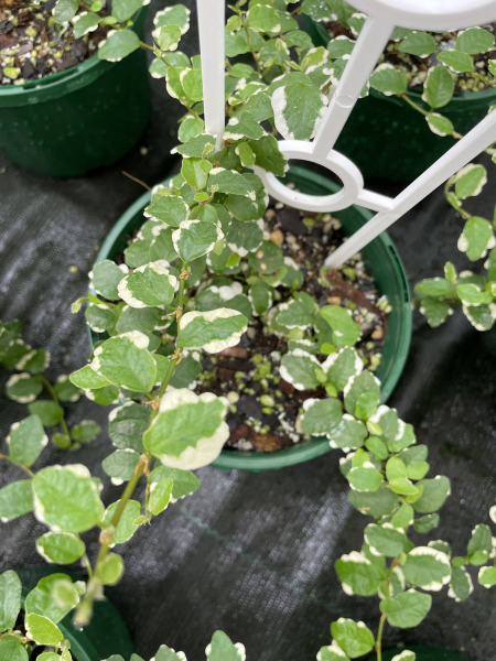 Ficus Pumila 'Ice Caps' (Ice Caps Creeping Fig)